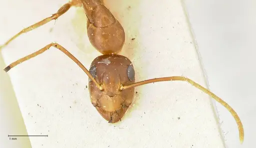 Camponotus irritans specimen FOCOL2394 image focol2394_2