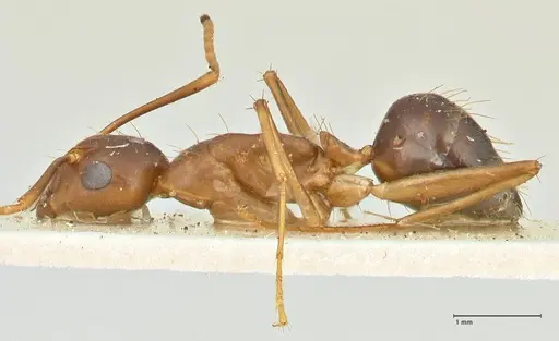 Camponotus irritans specimen FOCOL2394 image focol2394_3