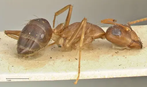 Camponotus irritans specimen FOCOL2394 image focol2394_4