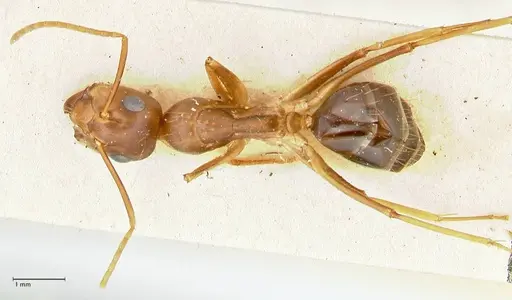Camponotus irritans specimen FOCOL2395 image focol2395_1