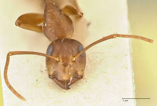 Camponotus irritans specimen FOCOL2395 image focol2395_2