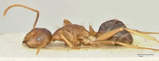 Camponotus irritans specimen FOCOL2395 image focol2395_3