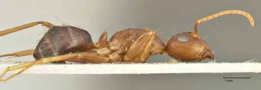 Camponotus irritans specimen FOCOL2395 image focol2395_4