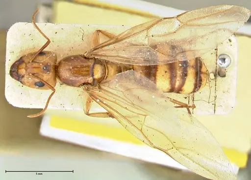 Camponotus irritans specimen FOCOL2396 image focol2396_1