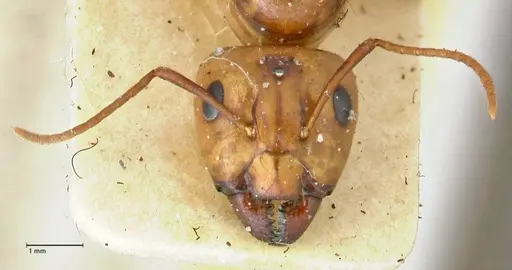 Camponotus irritans specimen FOCOL2396 image focol2396_2