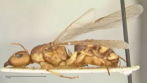 Camponotus irritans specimen FOCOL2396 image focol2396_3