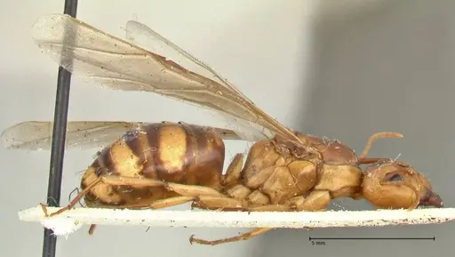 Camponotus irritans specimen FOCOL2396 image focol2396_4