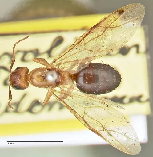 Camponotus irritans specimen FOCOL2404 image focol2404_1