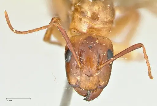 Camponotus irritans specimen FOCOL2404 image focol2404_2