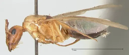 Camponotus irritans specimen FOCOL2404 image focol2404_3