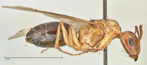 Camponotus irritans specimen FOCOL2404 image focol2404_4