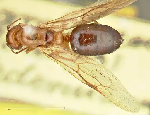 Camponotus irritans specimen FOCOL2405 image focol2405_1