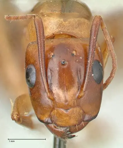 Camponotus irritans specimen FOCOL2405 image focol2405_2