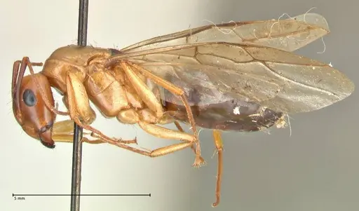 Camponotus irritans specimen FOCOL2405 image focol2405_3