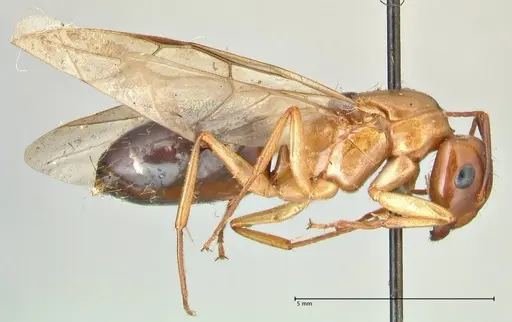 Camponotus irritans specimen FOCOL2405 image focol2405_4