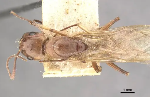 Camponotus isabellae specimen CASENT0910539 image casent0910539_1