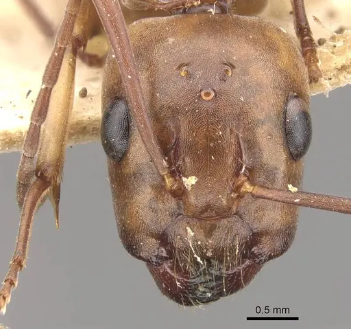 Camponotus isabellae specimen CASENT0910539 image casent0910539_2