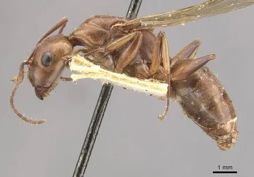 Camponotus isabellae specimen CASENT0910539 image casent0910539_3