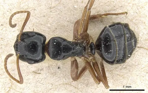Camponotus itoi specimen CASENT0905455 image casent0905455_1
