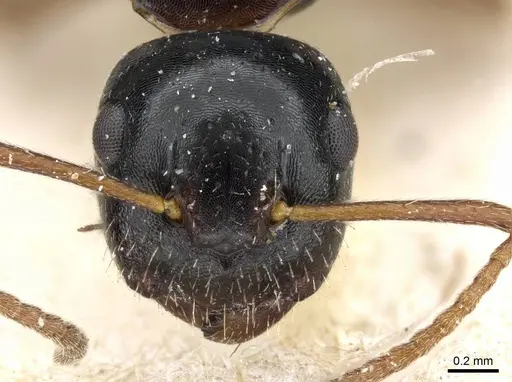 Camponotus itoi specimen CASENT0905455 image casent0905455_2
