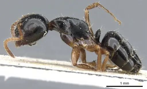 Camponotus itoi specimen CASENT0905455 image casent0905455_3