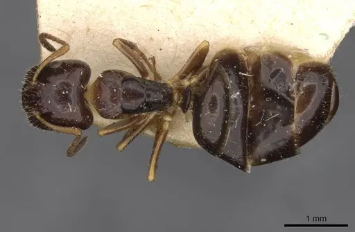 Camponotus itoi specimen CASENT0910516 image casent0910516_1