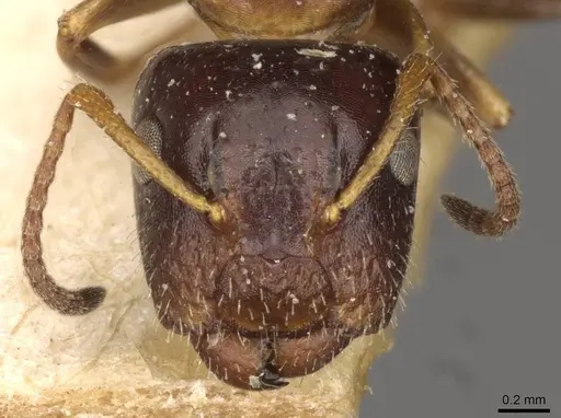 Camponotus itoi specimen CASENT0910516 image casent0910516_2