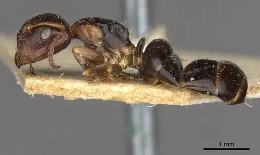 Camponotus itoi specimen CASENT0910516 image casent0910516_3