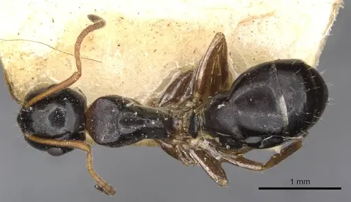 Camponotus itoi specimen CASENT0910517 image casent0910517_1