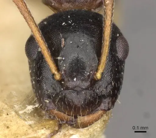Camponotus itoi specimen CASENT0910517 image casent0910517_2