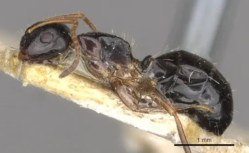 Camponotus itoi specimen CASENT0910517 image casent0910517_3