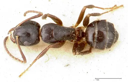Camponotus itoi specimen FOCOL0479 image focol0479_1