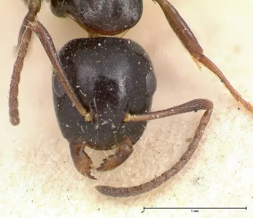 Camponotus itoi specimen FOCOL0479 image focol0479_2
