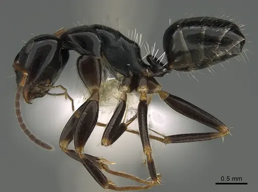Camponotus ivadia specimen CASENT0195365 image casent0195365_1