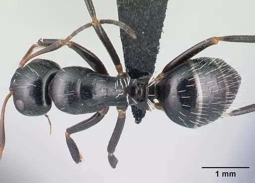 Camponotus ivadia specimen CASENT0498634 image casent0498634_1