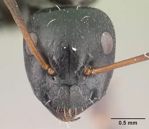 Camponotus ivadia specimen CASENT0498634 image casent0498634_2