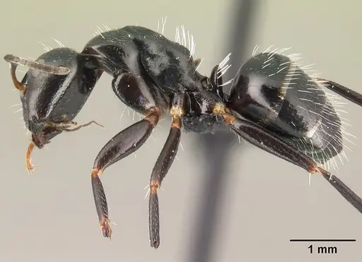 Camponotus ivadia specimen CASENT0498634 image casent0498634_3