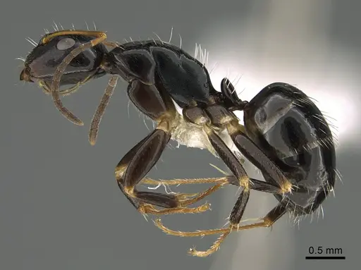 Camponotus ivadia specimen CASENT0872503 image casent0872503_1