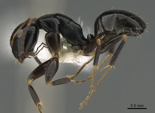 Camponotus ivadia specimen CASENT0872504 image casent0872504_1
