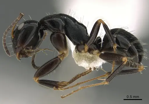 Camponotus ivadia specimen CASENT0872505 image casent0872505_1