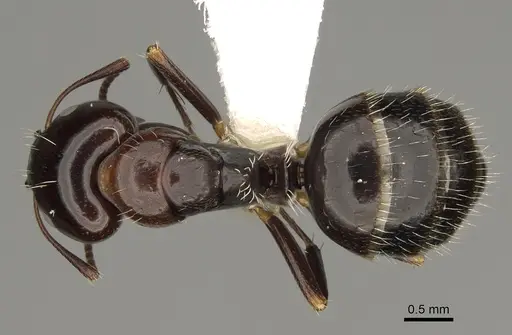 Camponotus ivadia specimen CASENT0923231 image casent0923231_1