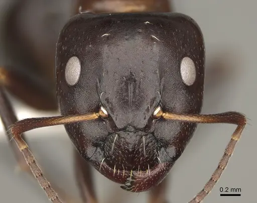 Camponotus ivadia specimen CASENT0923231 image casent0923231_2