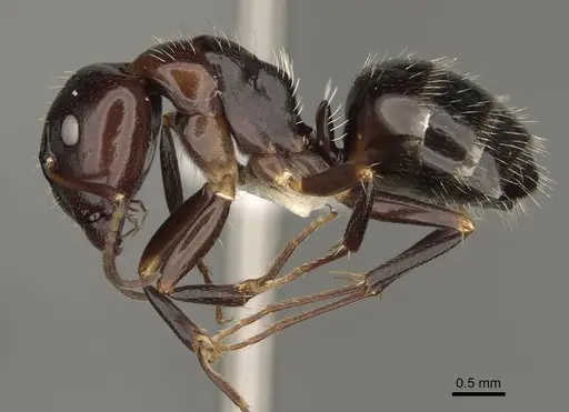 Camponotus ivadia specimen CASENT0923231 image casent0923231_3