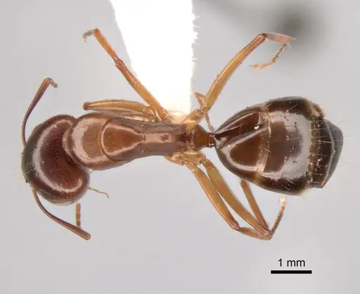 Camponotus jaliensis specimen CASENT0882043 image casent0882043_1