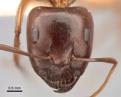 Camponotus jaliensis specimen CASENT0882043 image casent0882043_2