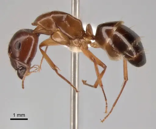 Camponotus jaliensis specimen CASENT0882043 image casent0882043_3