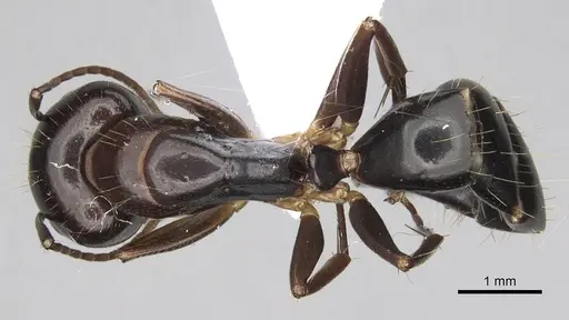 Camponotus jaliensis specimen CASENT0906064 image casent0906064_1