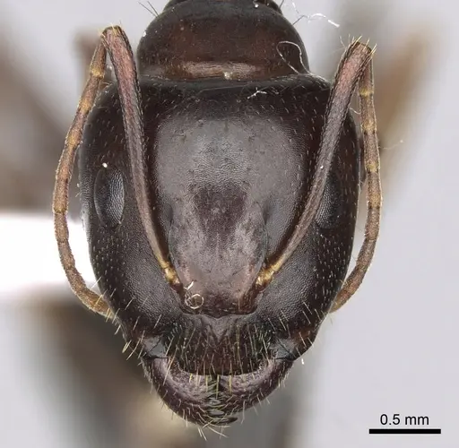 Camponotus jaliensis specimen CASENT0906064 image casent0906064_2