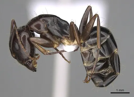 Camponotus jaliensis specimen CASENT0906064 image casent0906064_3