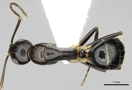 Camponotus jaliensis specimen CASENT0906065 image casent0906065_1